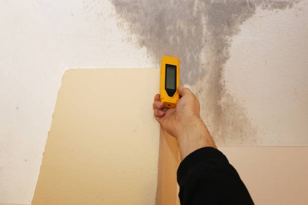 Best Black Mold Removal  in Kapaa, HI