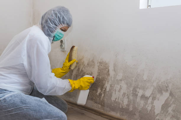 Best Biohazard Mold Removal  in Kapaa, HI