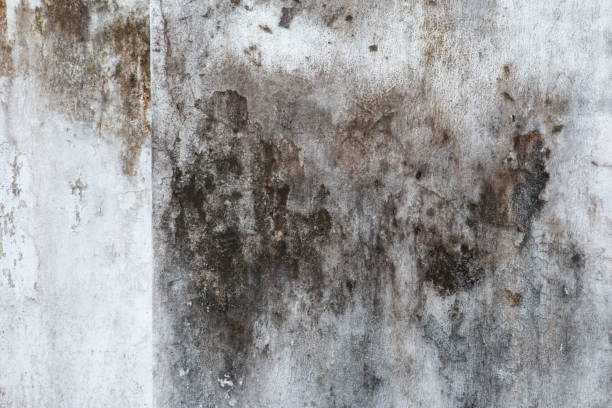 Best Mold Removal for HVAC Installations  in Kapaa, HI