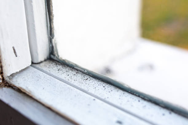 Environmental Consulting for Mold Prevention in Kapaa, HI