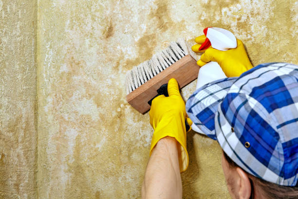 Best Water Damage & Mold Remediation  in Kapaa, HI