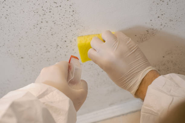 Best Mold-Related Health Consultation  in Kapaa, HI