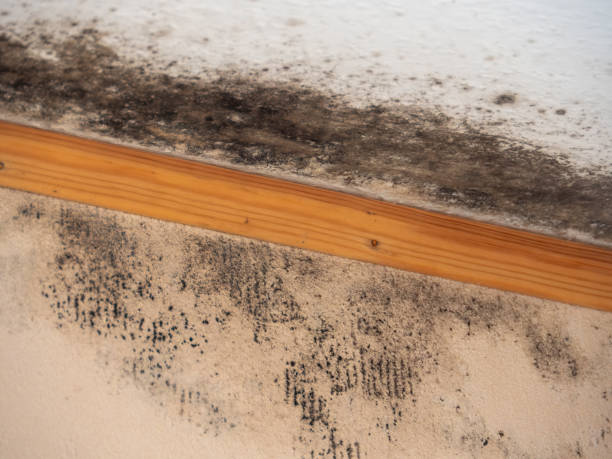 Asbestos and Lead Testing During Mold Inspection in Kapaa, HI