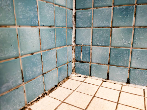  Kapaa, HI Mold Removal Pros