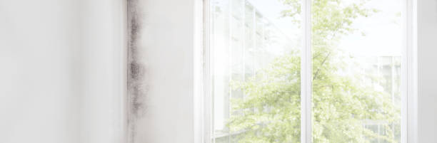 Best Residential Mold Inspection & Testing  in Kapaa, HI